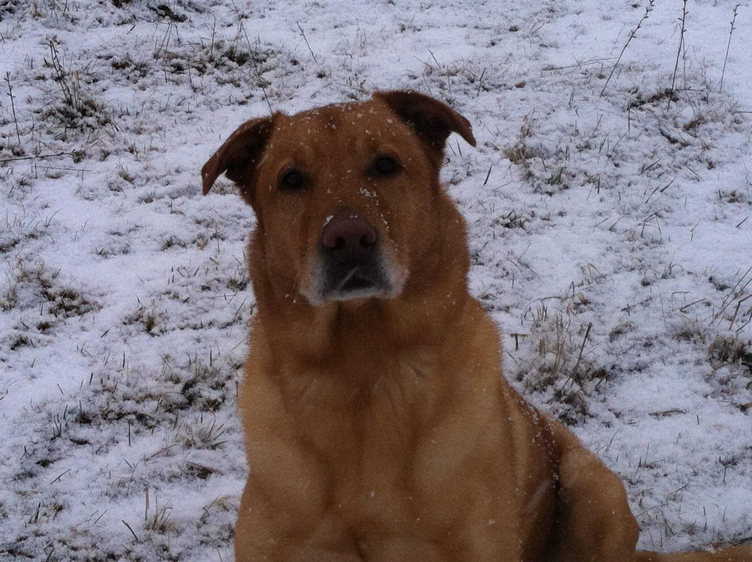 Fretting Over Fido? A Home Security System Lets You Keep an Eye on Pets While Away at Work